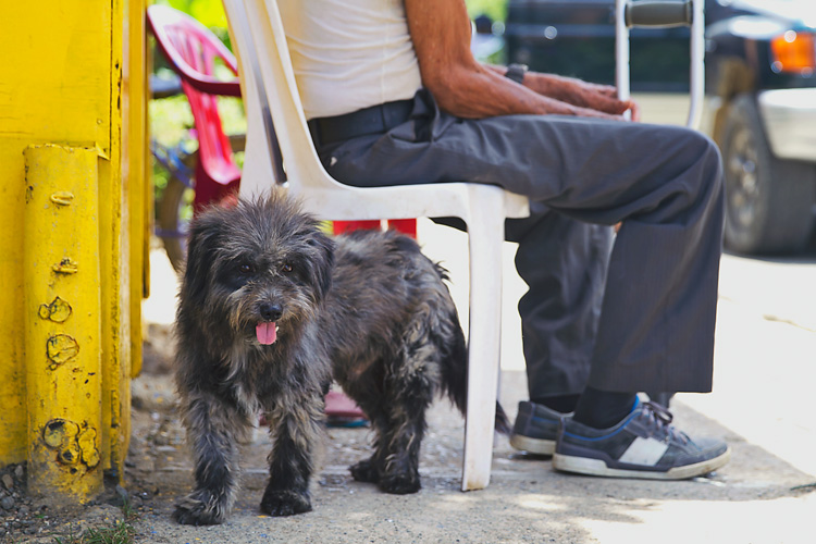 Dogs of the Dominican. | LAHOWIND