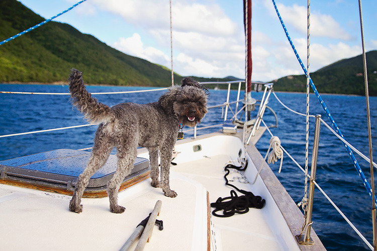 Sailing-Blog-Cruising-Caribbean-Boat-Dog-LAHOWIND-St-John-USVI-Virgin-Islands-eIMG_8763