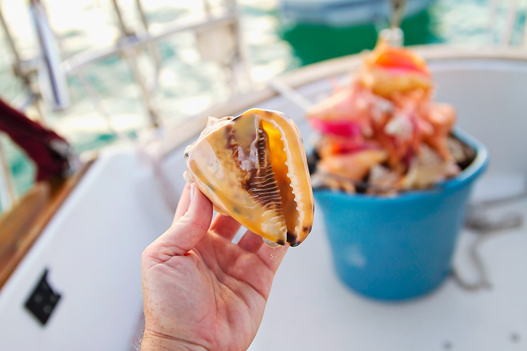 Sailing-Blog-Cruising-Bahamas-Caribbean-Conch-Shell-King-Helmet-Conch-Photos-LAHOWIND-Bimini-Sailboat-Adventure-2015-eIMG_6853