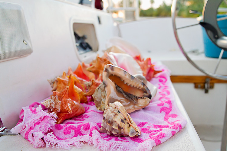 Sailing-Blog-Cruising-Bahamas-Caribbean-Conch-Shell-King-Helmet-Conch-Photos-LAHOWIND-Bimini-Sailboat-Adventure-2015-eIMG_6861