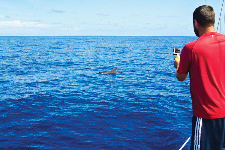 Sailing-Blog-Cruising-Bahamas-Caribbean-Gulf-Stream-Crossing-Bimini-to-Marathon-Florida-Keys-LAHOWIND-Sailboat-Overnight-Passage-2015-Pilot-Whales-Dolphin-Photos-eIMG_6948