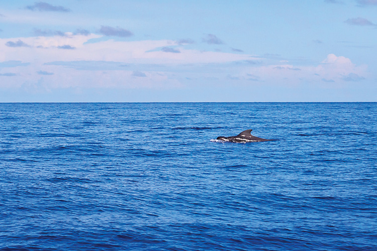 Sailing-Blog-Cruising-Bahamas-Caribbean-Gulf-Stream-Crossing-Bimini-to-Marathon-Florida-Keys-LAHOWIND-Sailboat-Overnight-Passage-2015-Pilot-Whales-Dolphin-Photos-eIMG_7011