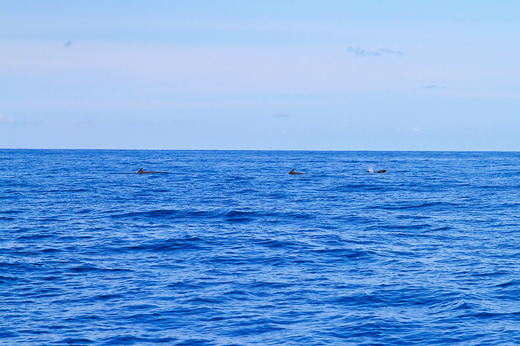Sailing-Blog-Cruising-Bahamas-Caribbean-Gulf-Stream-Crossing-Bimini-to-Marathon-Florida-Keys-LAHOWIND-Sailboat-Overnight-Passage-2015-Pilot-Whales-Dolphin-Photos-eIMG_7019