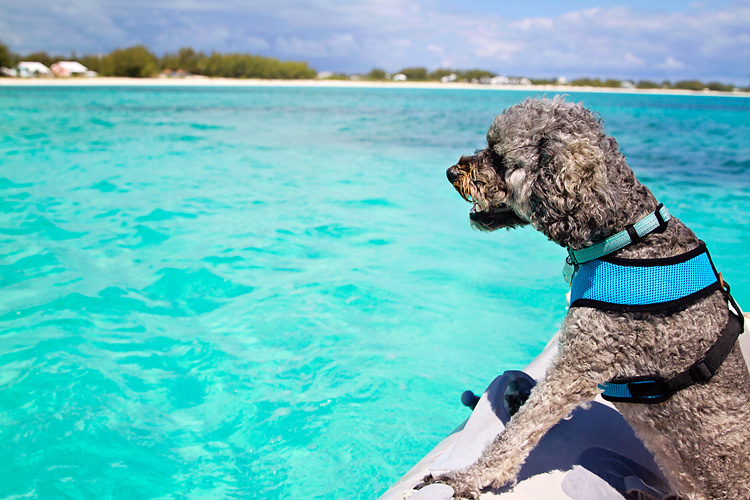 Sailing-Blog-Cruising-Bahamas-Caribbean-Tuesday-Tell-Tales-Dog-LAHOWIND-eIMG_2408