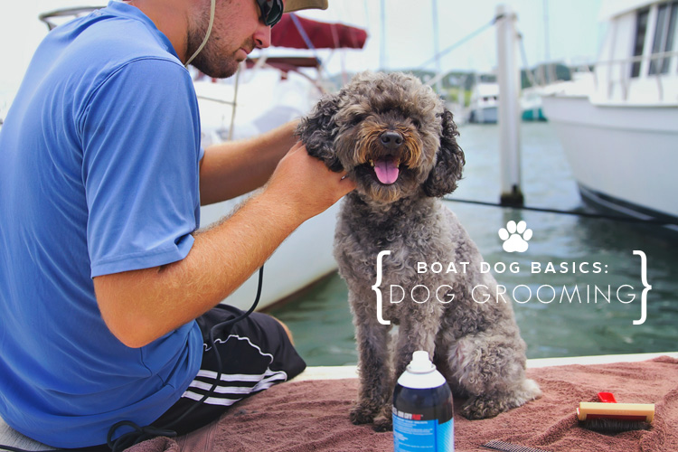 Sailing-Blog-Cruising-Bahamas-Caribbean-Boat-Dog-on-Board-Pets-Grooming-Tools-Supplies-LAHOWIND-Grooming-on-Sailboat-eIMG_0211cropped-BOAT-DOG-BASICS-FI