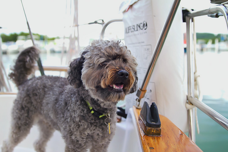 Sailing-Blog-Cruising-Caribbean-Boat-Dog-Poodle-Salty-Dog-Cruising-with-a-Dog-LAHOWIND-eIMG_0061