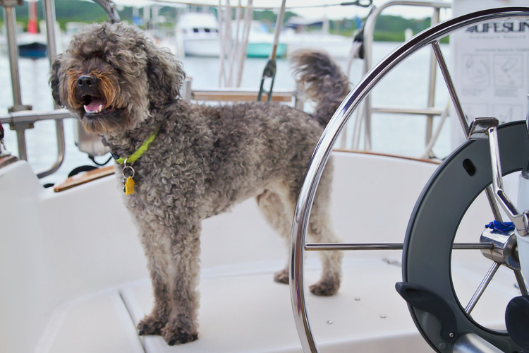 Sailing-Blog-Cruising-Caribbean-Boat-Dog-Poodle-Salty-Dog-Cruising-with-a-Dog-LAHOWIND-eIMG_0138