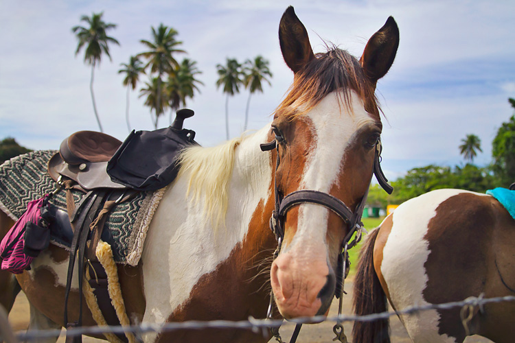 Sailing-Blog-Cruising-Caribbean-Puerto-Rico-Rincon-Horseback-Riding-on-the-Beach-LAHOWIND-Horses-eIMG_1120