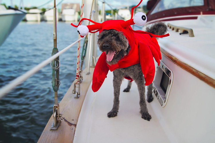 Sailing-Blog-Cruising-Caribbean-LAHOWIND-Boat-Dog-Halloween-Lobster-eIMG_2891