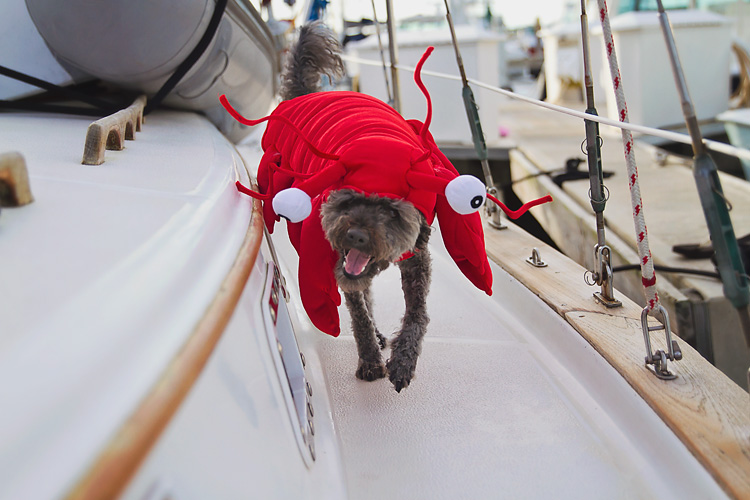 Sailing-Blog-Cruising-Caribbean-LAHOWIND-Boat-Dog-Halloween-Lobster-eIMG_2980