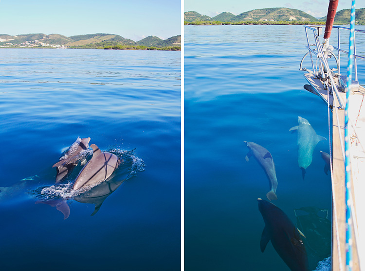 Sailing-Blog-Cruising-Caribbean-Puerto-Rico-La-Parguera-Cayo-Enriquee-Dolphin-Photos-Sailboat-LAHOWIND-1
