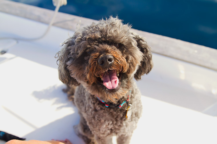Sailing-Blog-Cruising-Caribbean-BVI-Boat-Dog-Overboard-Tuesday-Tell-Tales-Cruising-with-Pets-LAHOWIND-eIMG_0353