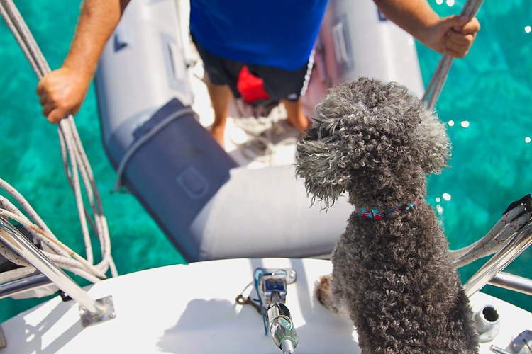 Sailing-Blog-Cruising-Caribbean-Bahamas-Pet-Boat-Dog-LAHOWIND-eIMG_1555