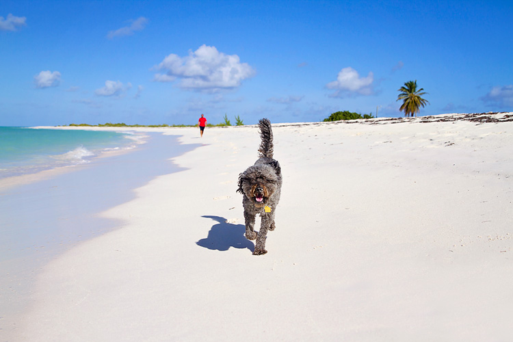 Sailing-Blog-Cruising-With-Pets-Boat-Dog-Importing-a-Dog-Sailboat-LAHOWIND-Bahamas-Caribbean-eIMG_06602