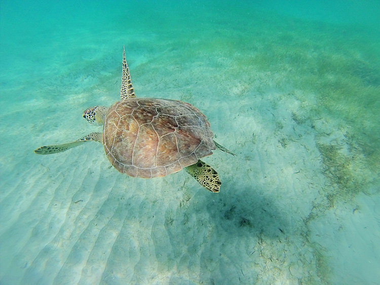 Our Favorite! Isla de Culebra | LAHOWIND