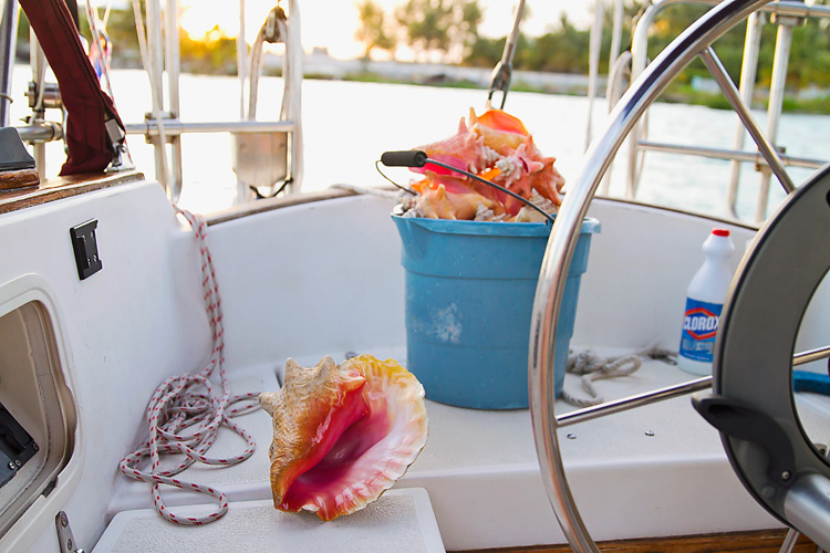 Sailing-Blog-Cruising-Bahamas-Caribbean-Conch-Shell-King-Helmet-Conch-Photos-LAHOWIND-Bimini-Sailboat-Adventure-2015-eIMG_6846