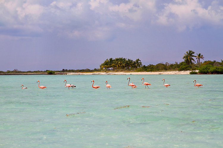 Sailing-Blog-Cruising-Bahamas-Mayaguana-Pink-Flamingos-Photos-LAHOWIND-2015-Sailboat-Adventure-eIMG_4993