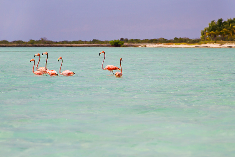 Sailing-Blog-Cruising-Bahamas-Mayaguana-Pink-Flamingos-Photos-LAHOWIND-2015-Sailboat-Adventure-eIMG_5037