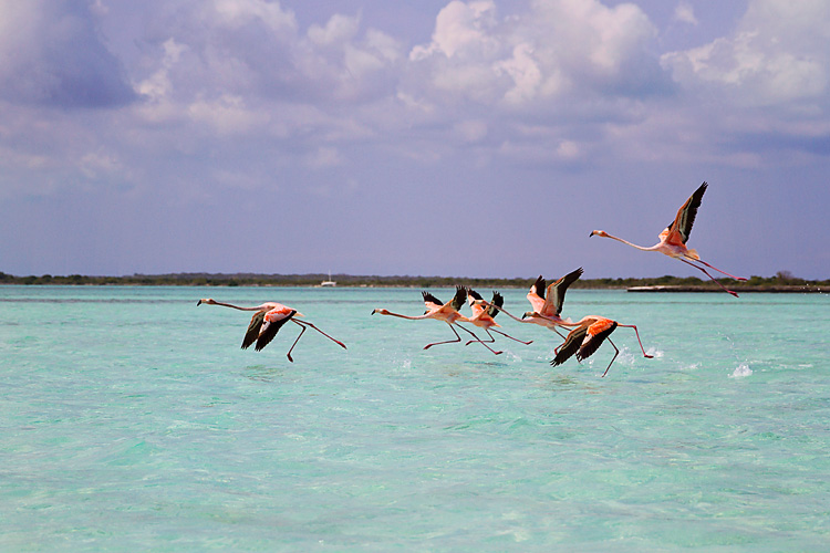 Sailing-Blog-Cruising-Bahamas-Mayaguana-Pink-Flamingos-Photos-LAHOWIND-2015-Sailboat-Adventure-eIMG_5043