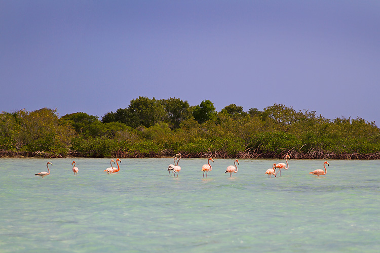 Spotted! Pink Flamingos in Mayaguana! - LAHOWIND